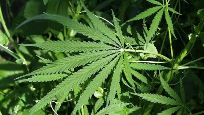 Como o avanço da cannabis medicinal pode movimentar mercado bilionário no Brasil