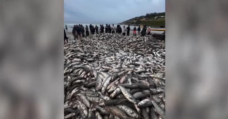 Pesca gigante de tainha transforma praia em cenário impressionante em SC