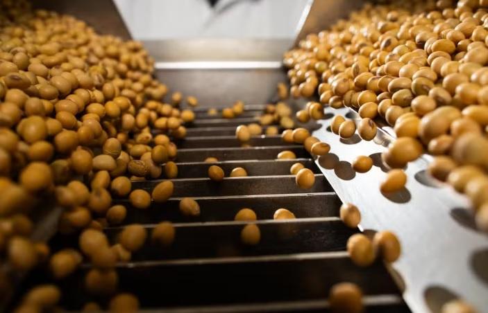 Por que os produtores de soja estão adiando a compra de sementes