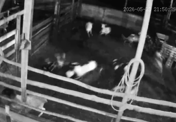 Vídeo: 34 ovelhas morrem em ataque de onça
