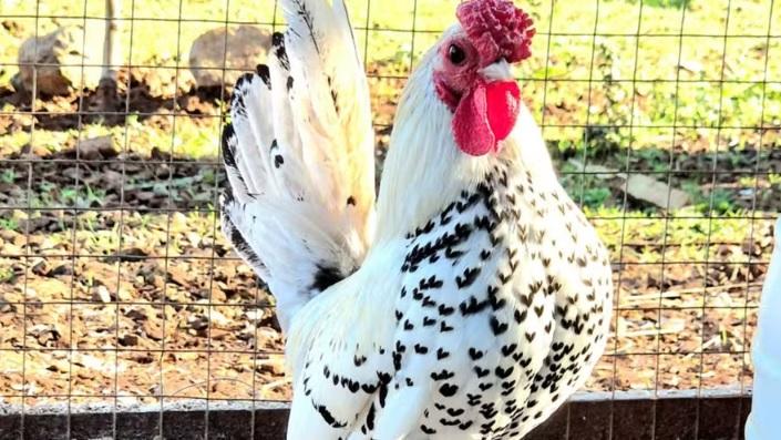 No Dia dos Namorados, 'Galo mais romântico do Brasil' viraliza com corações na plumagem