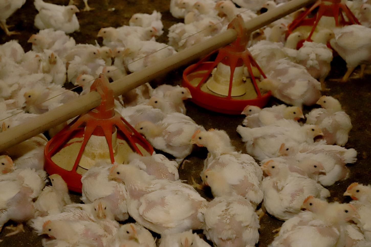 Santa Helena se reafirma como o 4º maior produtor de alimentos do Paraná pela 3ª vez