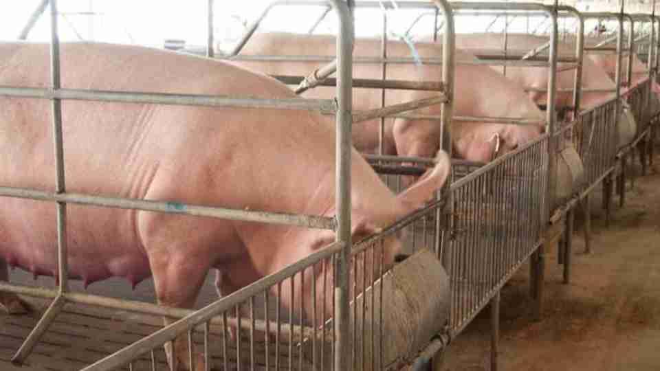 Associação paraguaia alerta para crise e culpa entrada de porcos brasileiros pelo contrabando
