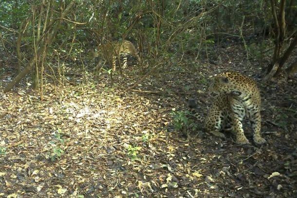 Clima de romance? Onças são flagradas juntas no Parque Nacional do Iguaçu