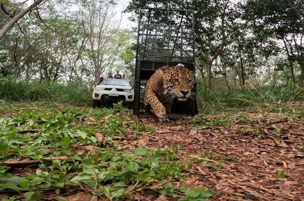 Onça-pintada que apareceu em bairro de Foz é solta no Parque Nacional após tratamento