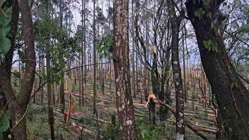 Cinco cidades do Paraná têm emergência reconhecida após granizo, vendaval e tornado