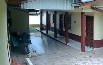 Cachorro que acompanhava bandido ajuda a desvendar furto em APAE