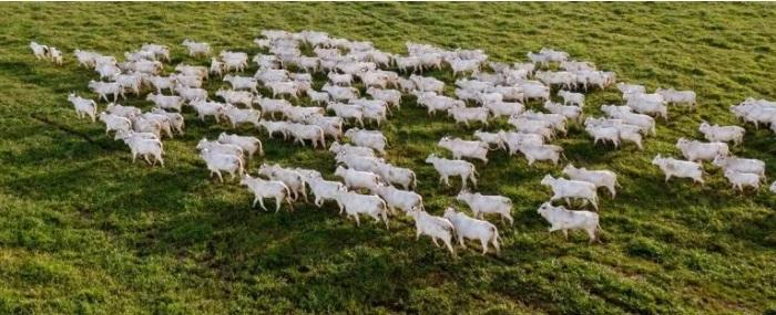 Diversificação pode abrir mercado internacional da carne bovina