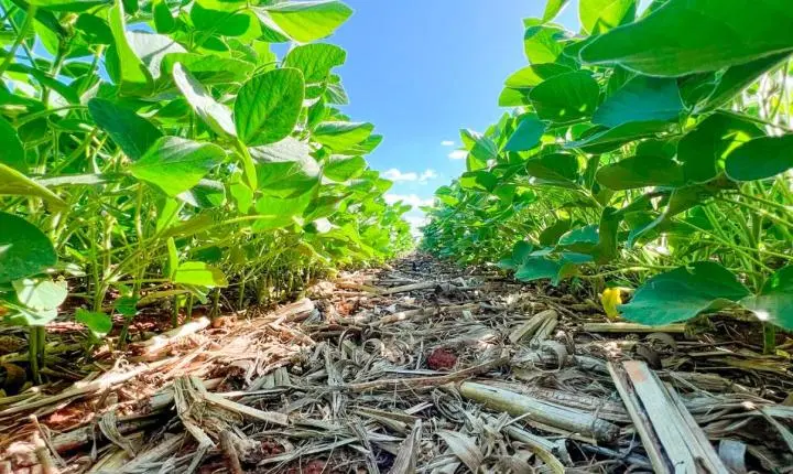 Agricultura regenerativa avança, mas demanda um período de transição