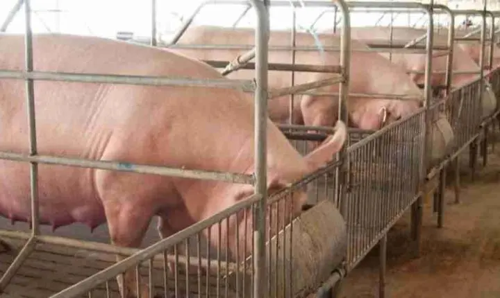 Associação paraguaia alerta para crise e culpa entrada de porcos brasileiros pelo contrabando
