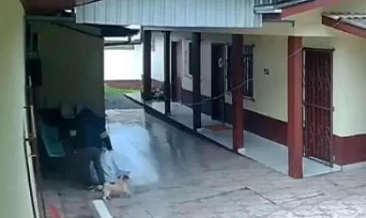 Cachorro que acompanhava bandido ajuda a desvendar furto em APAE