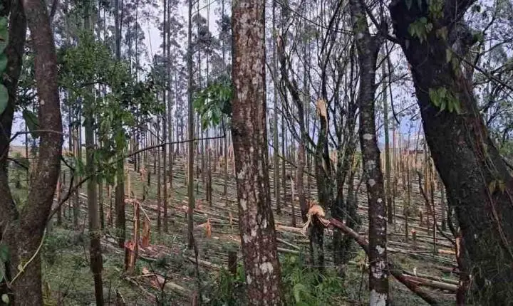 Cinco cidades do Paraná têm emergência reconhecida após granizo, vendaval e tornado