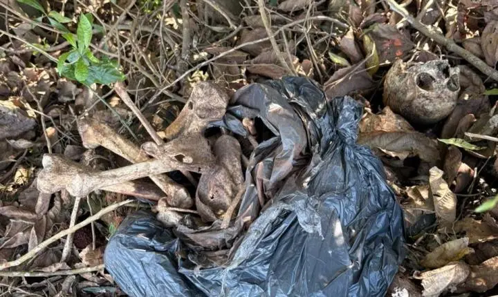 Cinco crânios e restos mortais são encontrados em sacos de lixo