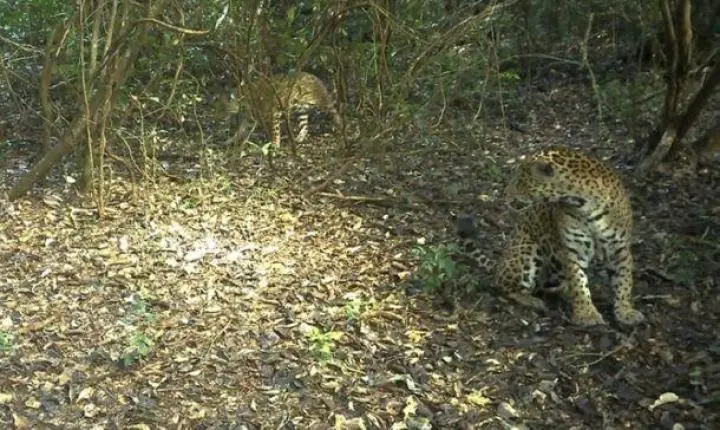 Clima de romance? Onças são flagradas juntas no Parque Nacional do Iguaçu
