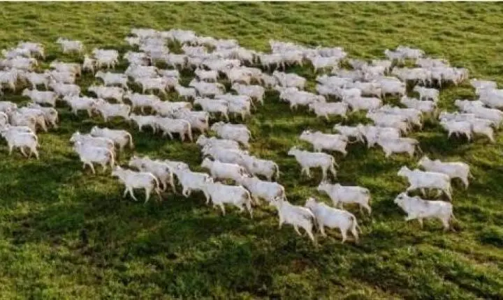 Diversificação pode abrir mercado internacional da carne bovina