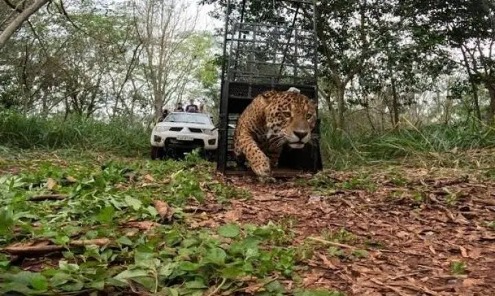 Onça-pintada que apareceu em bairro de Foz é solta no Parque Nacional após tratamento