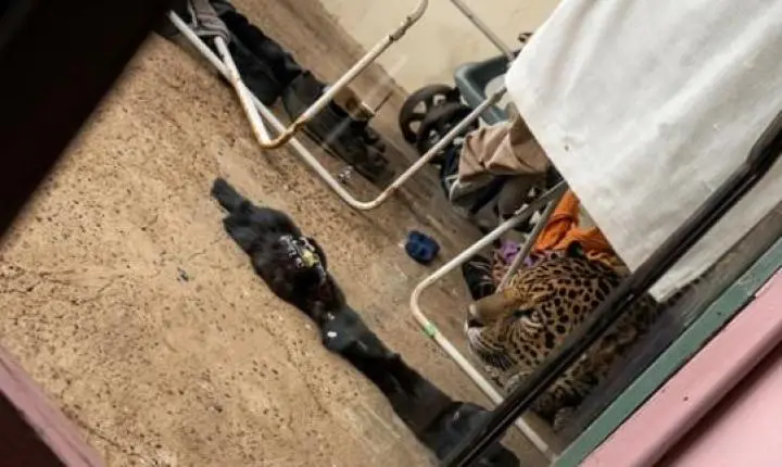 Onça que circulava por bairros de Foz é resgatada escondida embaixo de varal
